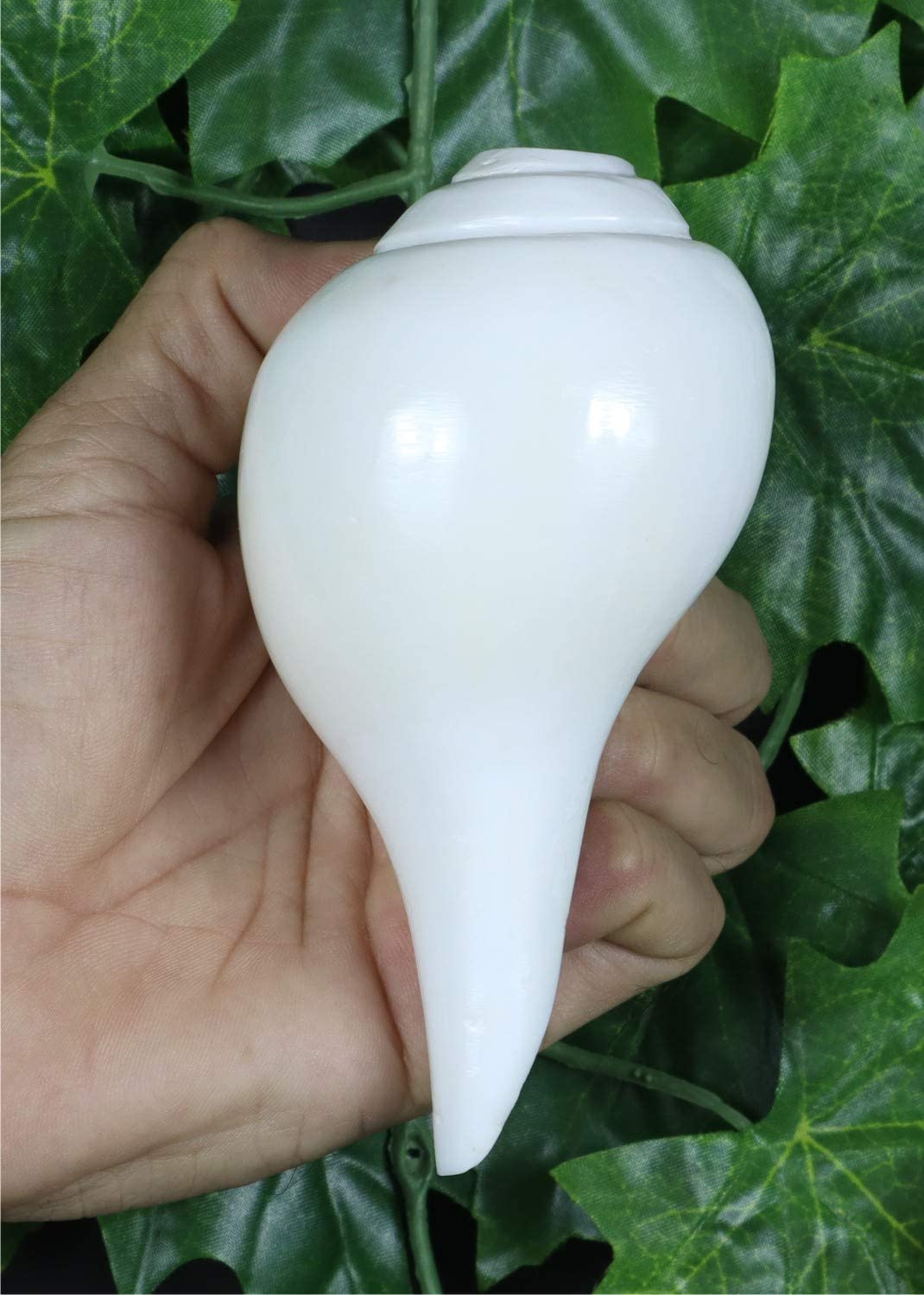 ASHIRWAD Véritable Shankh Vamavarti Dattatreya – Coquilles de conque – Rituel Puja – Uni Pooja Shankh – Shankhnaad (Shankh-12,7 à 14,9 cm)