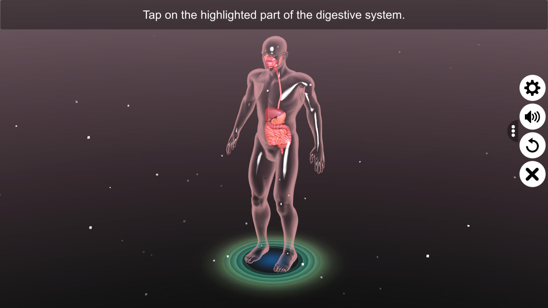 Human Digestive System - App on Amazon Appstore