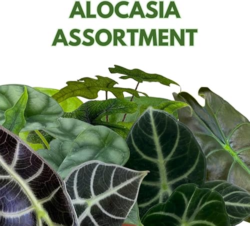 Miniatura 2 de BubbleBlooms Juego surtido de Alocasia, 6 Alocasias diferentes en macetas de 4 pulgadas Grower's Choice