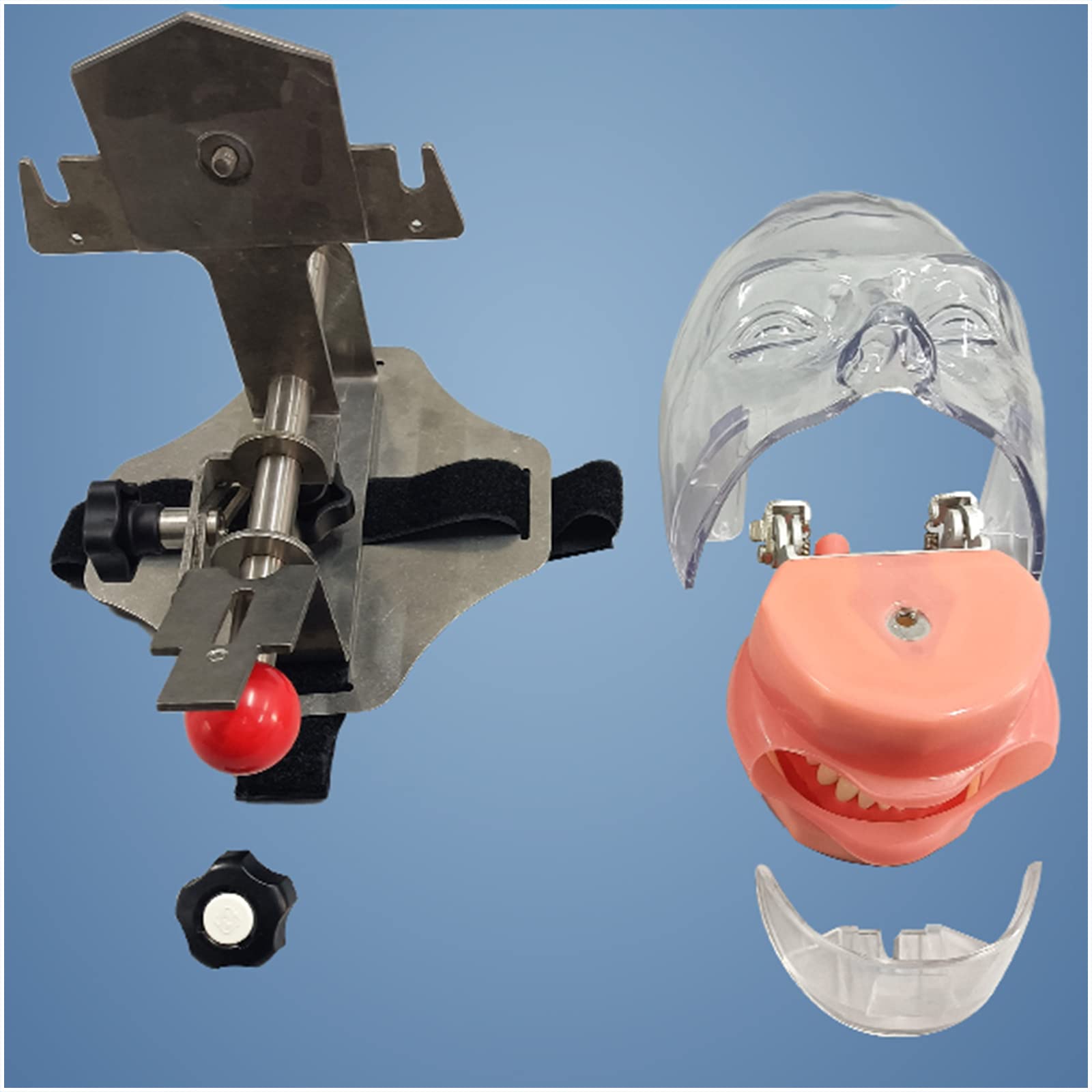 Simulazione dentale Stampo semplice per testa - Manichino dentale Pratica semplice Stomatologia rimovibile Insegnamento Preparazione dei denti Forma della testa di restauro ortodontico