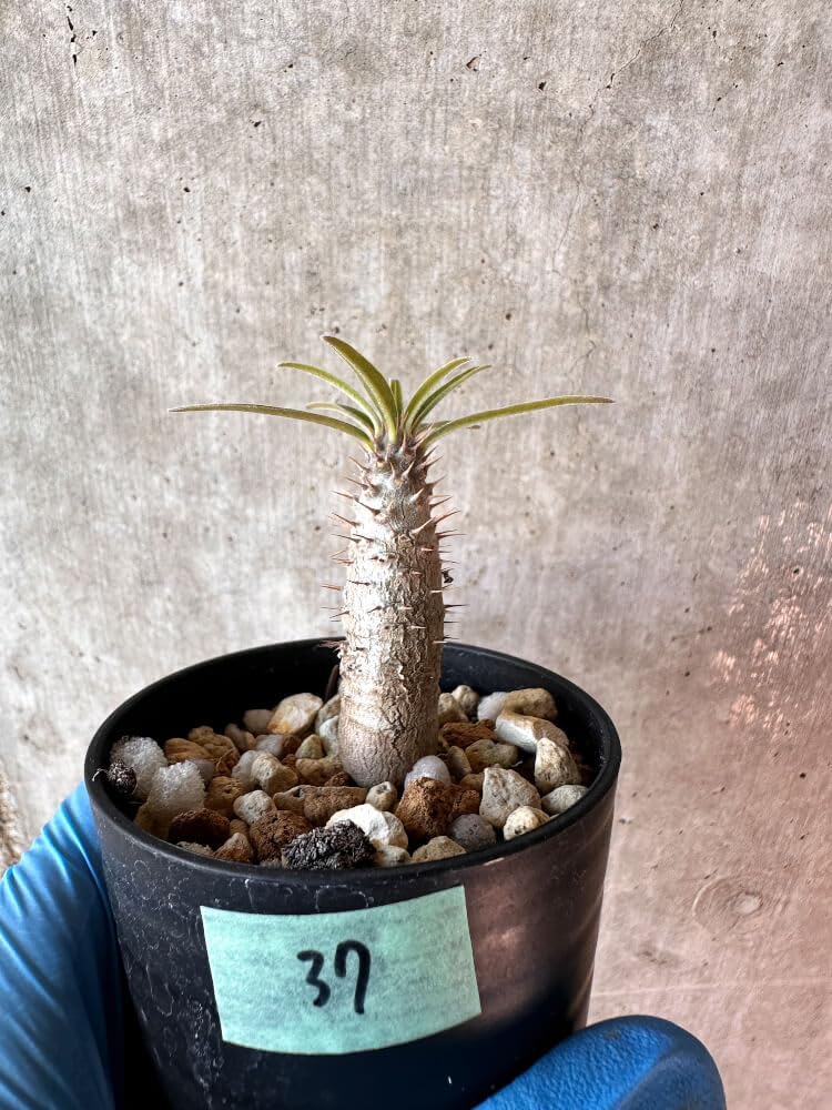 Amazon｜【現品限り】パキポディウム・グラキリス【A37】 Pachypodium