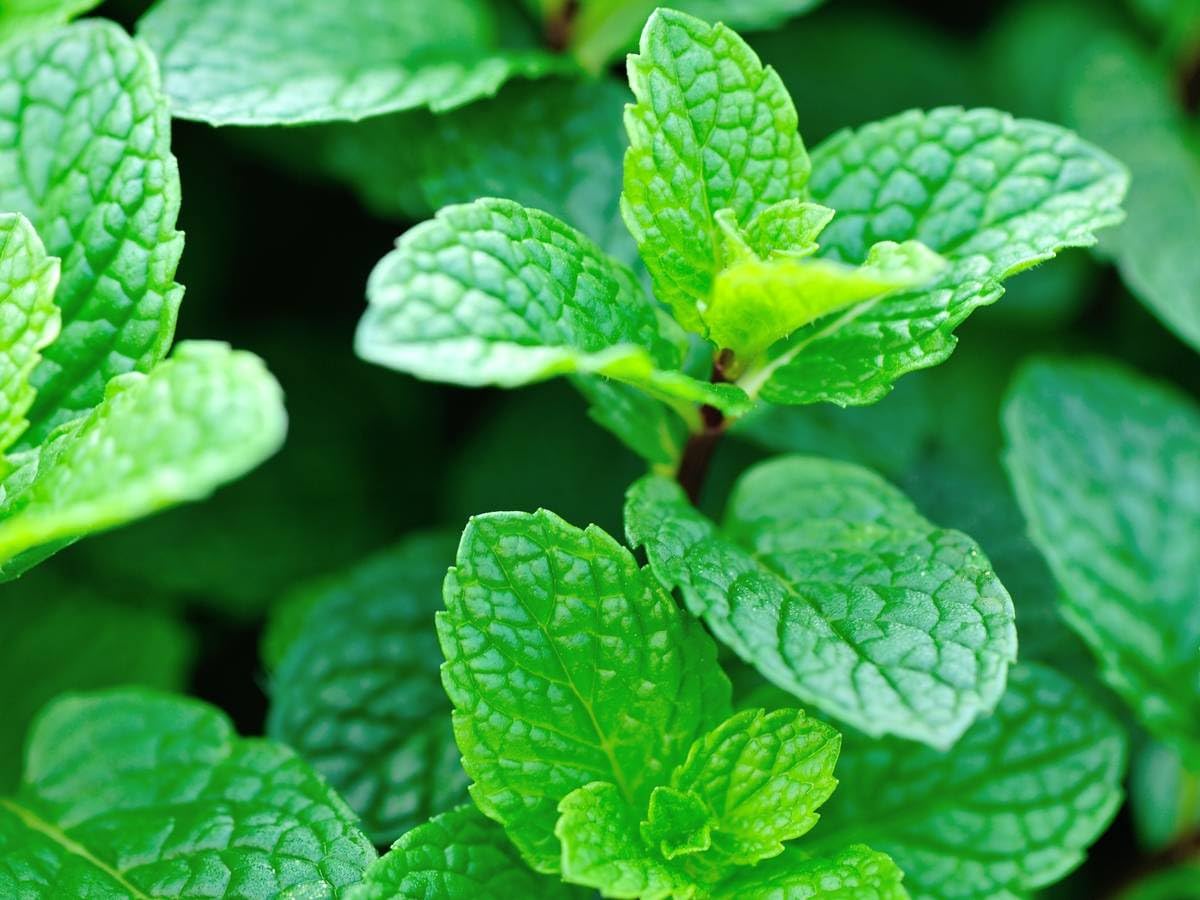 MSK EVER GREEN live mint (pudina) plant for home and garden with black plastic pot (B0CK4NSJRG) Amazon Price History, Amazon Price Tracker