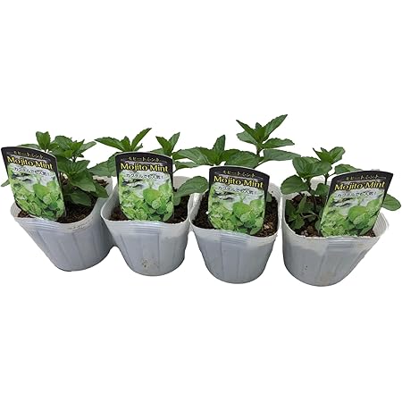 Amazon Co Jp 今が植え頃 おまかせハーブ苗 4個セット 3 5号ポット F10 5 家庭菜園 ガーデン プランター 安全 安心 育てやすい 人気 おしゃれ スパイス 料理 サシェ 4ポット Diy 工具 ガーデン