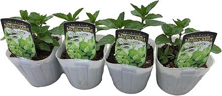 Amazon Co Jp 契約農場ハーブ苗 モヒートミント 4ポットセット 3 5号ポット F10 5 セージ タイム ミント 家庭菜園 ハーブ ガーデン プランター 安全 安心 育てやすい 人気 おしゃれ スパイス 料理 サシェ モヒートミント 4個 Diy 工具 ガーデン Amazon Co Jp 契約農場ハーブ苗 モヒートミント 4ポットセット 3 5号ポット F10 5 セージ タイム ミント 家庭菜園 ハーブ ガーデン プランター 安全 安心 育てやすい 人気 おしゃれ スパイス 料理 サシェ モヒートミント 4個 Diy 工具 ガーデン