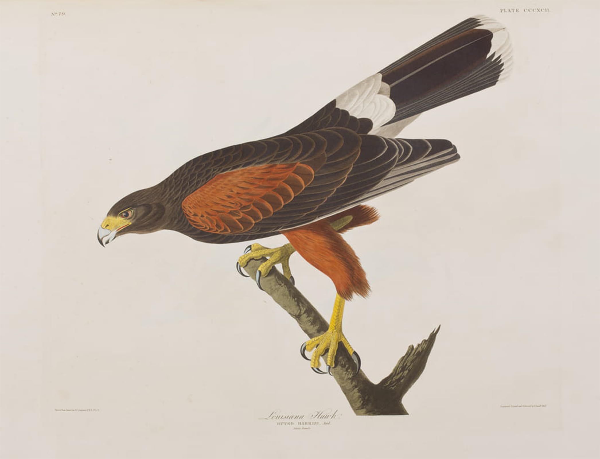 SERENDIPITP Abstract Painting Mural Print Picture Wall Decor Painting Illustration From birds of America by John Jamess Audubon Vintage Wall Artwork for Home Decor 60x90cm