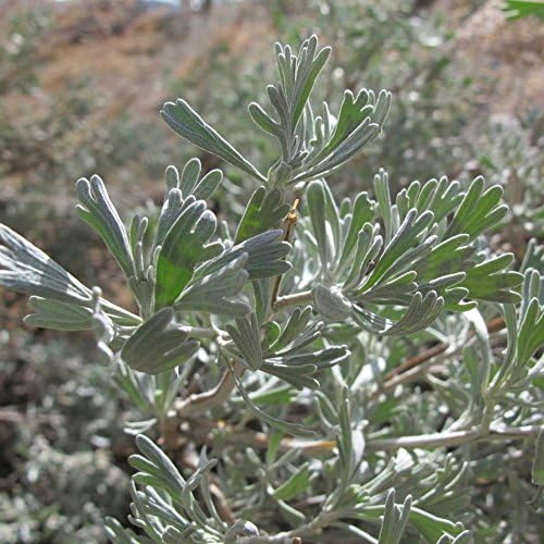 Grandes semillas de sagebrus salvia del desierto (Artemisia tridentata) 100 + semillas de hierbas medicinales en cápsulas de semillas de congelación