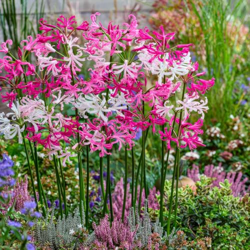 Piante Vere da Esterno - 10 Collezione di bulbi di Nerine - Resistenti & Perenni - Piante e Fiori Esclusivi dall'Olanda - per giardino, vasi e balcone (non semi, non artificiali)