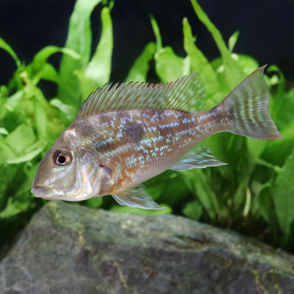 値下げ特大ゲオファーガス22cm 熱帯魚