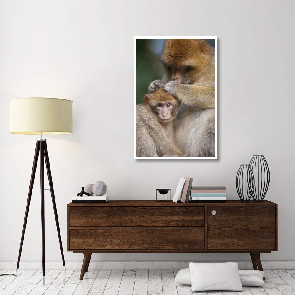 Global Gallery Macaque de Barbarie Mother Toilettage bébé, Affenberg Salemlake, Constance, Germany-Paper Art 34In x 50In