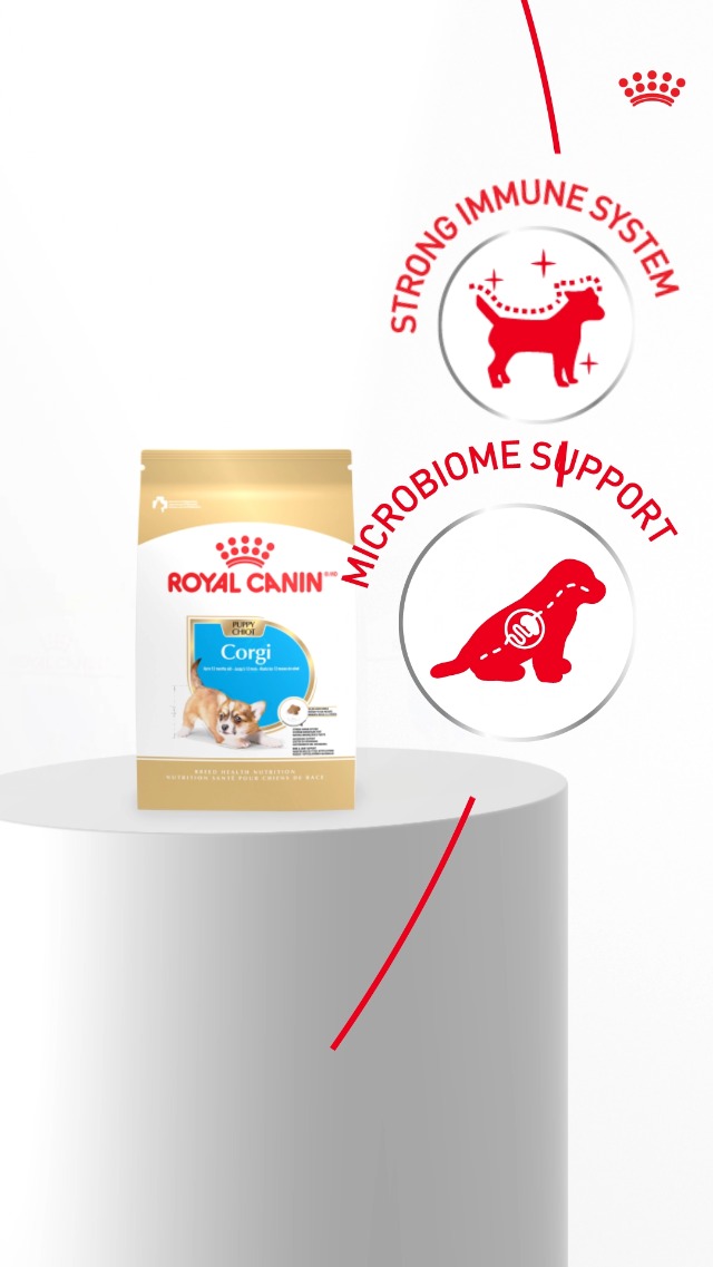 Amazon.com: ROYAL CANIN Corgi Puppy Dry Dog Food, Kibble for