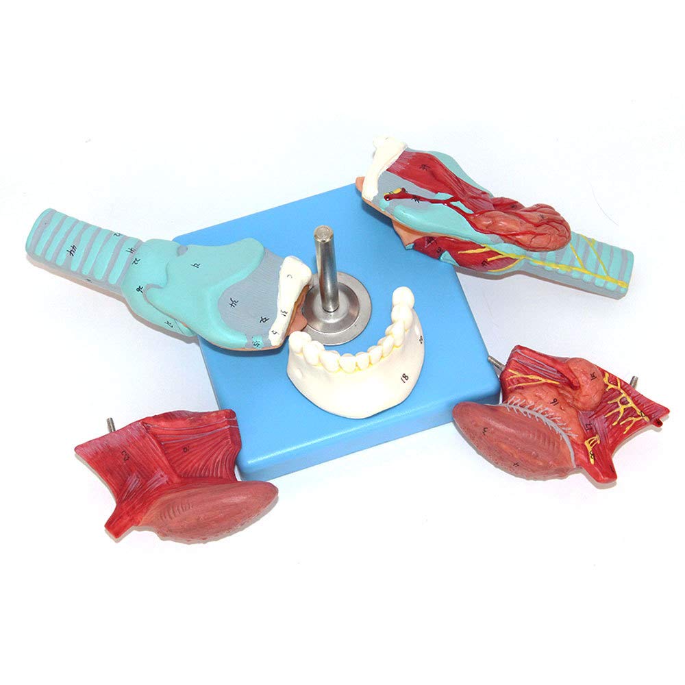 Amazon.co.jp: ヒト喉頭教育モデルと舌口解剖学モデル分解可能ヒト喉頭