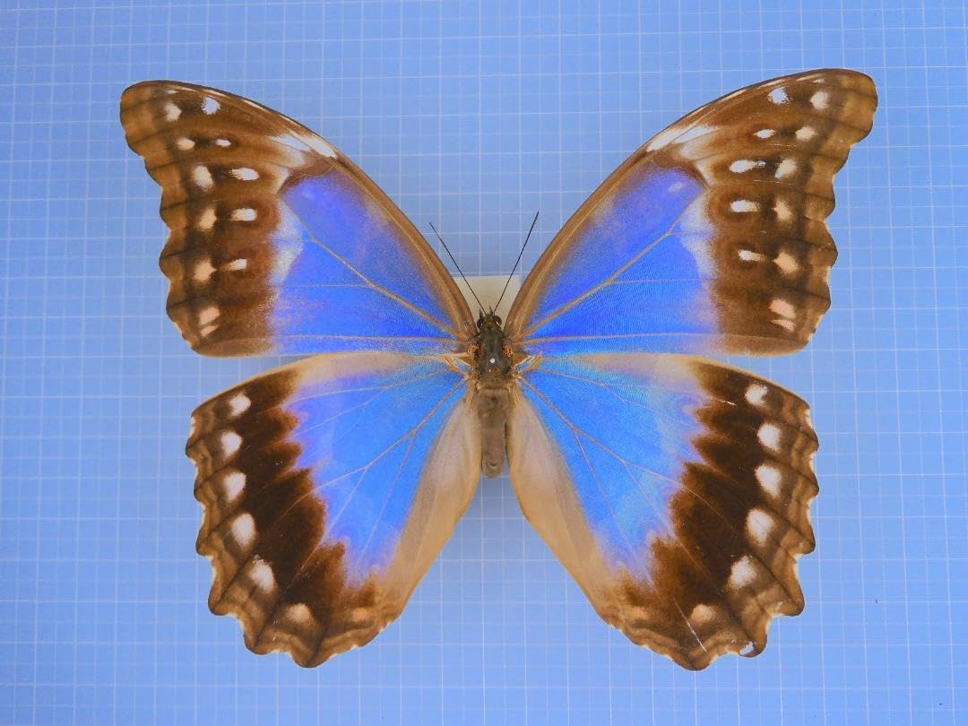 ディディウスモルフォ　メス　155mm ディディウスモルフォ メス 155mm <0907z標本・蝶> Amazon.co.jp