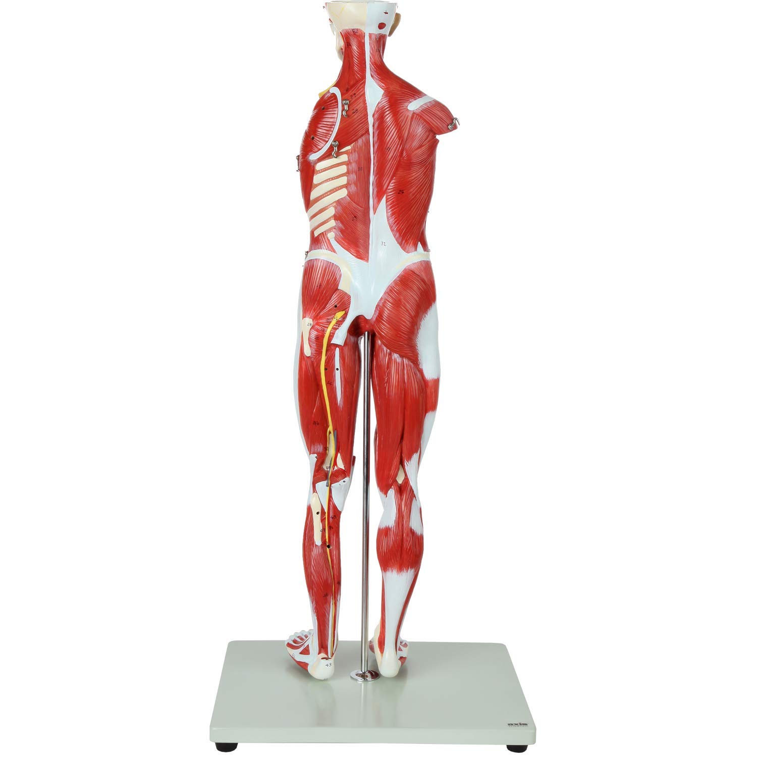 Modello 1/2 replica di muscolo e scheletro umano, 27 parti di anatomia completa for l'insegnamento e l'apprendimento educativo