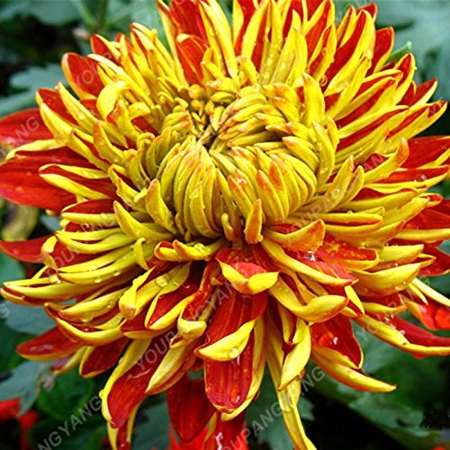 10: 200Pcs / Hot Pack Gerbera Graines Fleurs Chrysanthème en Pot Graines Bonsai DIY Jardin Plantes avec Une Forte capacité de Croissance 10 Cover