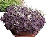 1pc Oxalis Triangularis Purple Shamrock Plant, Pale Pink Flowers Purpleleaf False Shamrock Plant 4-6 Inch Tall