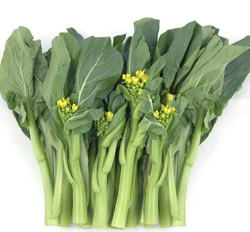 3500 Yu Choy Sum Seeds For Planting - Cải Ngọt - Chinese Flowering Cabbage, Yu Chai, Choi Sum, Chai Sim | Fast Growing | Heat And Cold Tolerant #TOP1