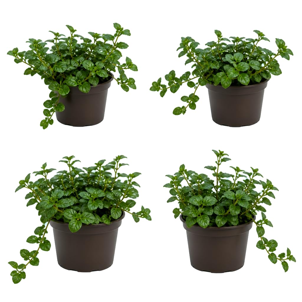 Mentha Piperita Menta Chocolate - Grupo de 4 Plantas - 25-30 cm de Altura - para Regalo Natural - DECOALIVE