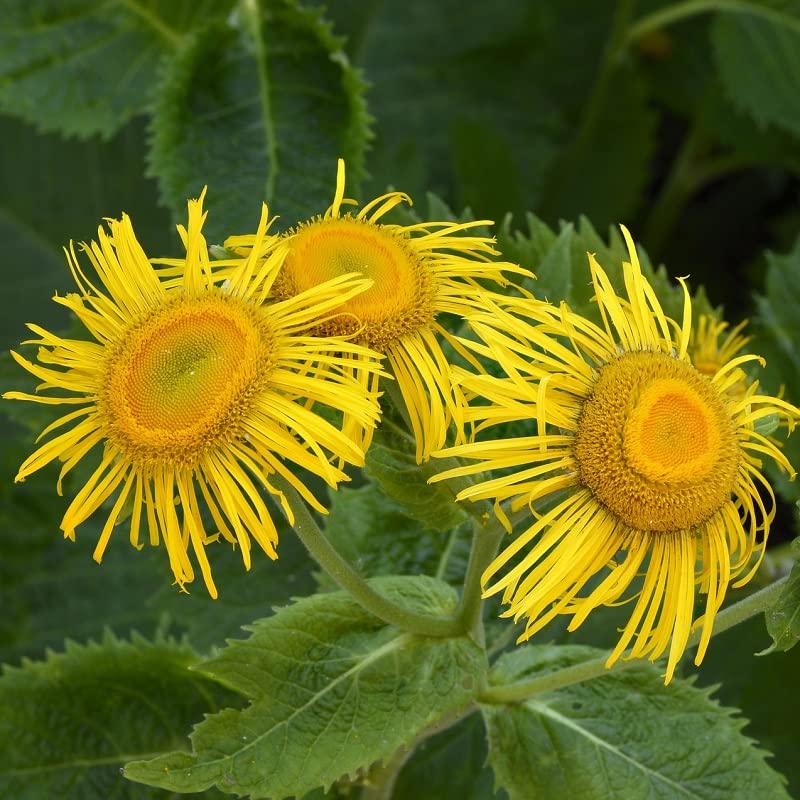 6x Telekia speciosa – Telekia speciosa – Godet 9x9cm | Grandes marguerites jaunes, rustique