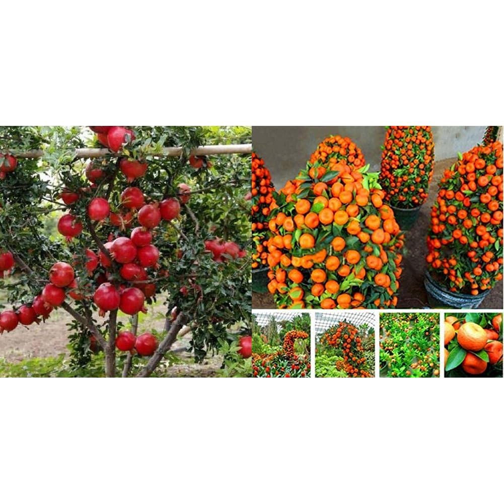 See full amazon price history chart for Creative Farmer High Yielding Hybrid Dwraf Pomegranate Fruit Plant Punica Granatum Live Plant & Creative Farmer High Yield Hybrid Home Bonsai Sweet Orange Fruit Plant Creative Farmer High Yielding Hybrid Dwraf Pomegranate Fruit Plant Punica Granatum Live Plant & Creative Farmer High Yield Hybrid Home Bonsai Sweet Orange Fruit Plant (B0CCV59ZV9) Amazon Price History, Amazon Price Tracker