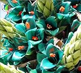 bromelia nuevo gigante, 50pcs bromelias semillas raras, flores de color turquesa vibrantes, azul eléctrico, tolerante a la sequía, jardín de su casa