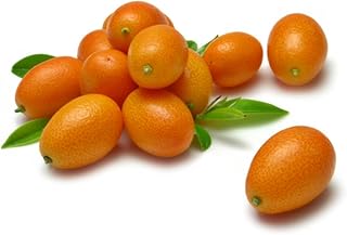 Oval Nagami Kumquat Fortunella Margarita Citrus Cumquat Rutaceae Seeds 5 PCS