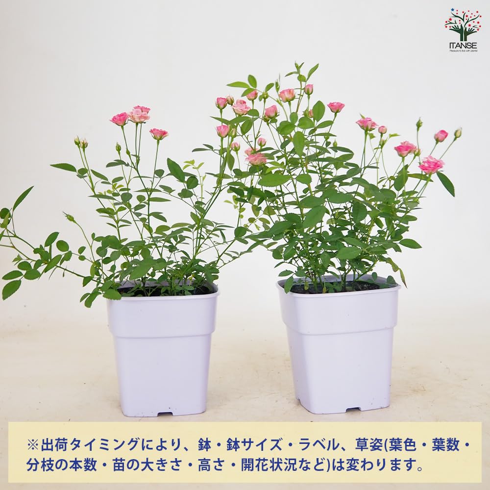 Amazon.co.jp: ITANSE ミニバラ みさき 3.5号 1個売り 薔薇 花苗
