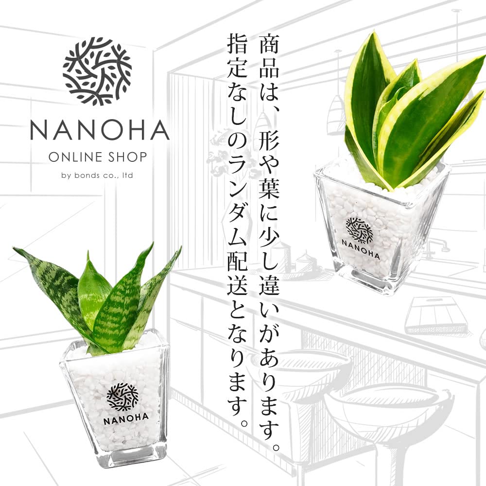 Amazon｜サンスベリア サンセベリア 白玉砂利 土を使わない観葉植物