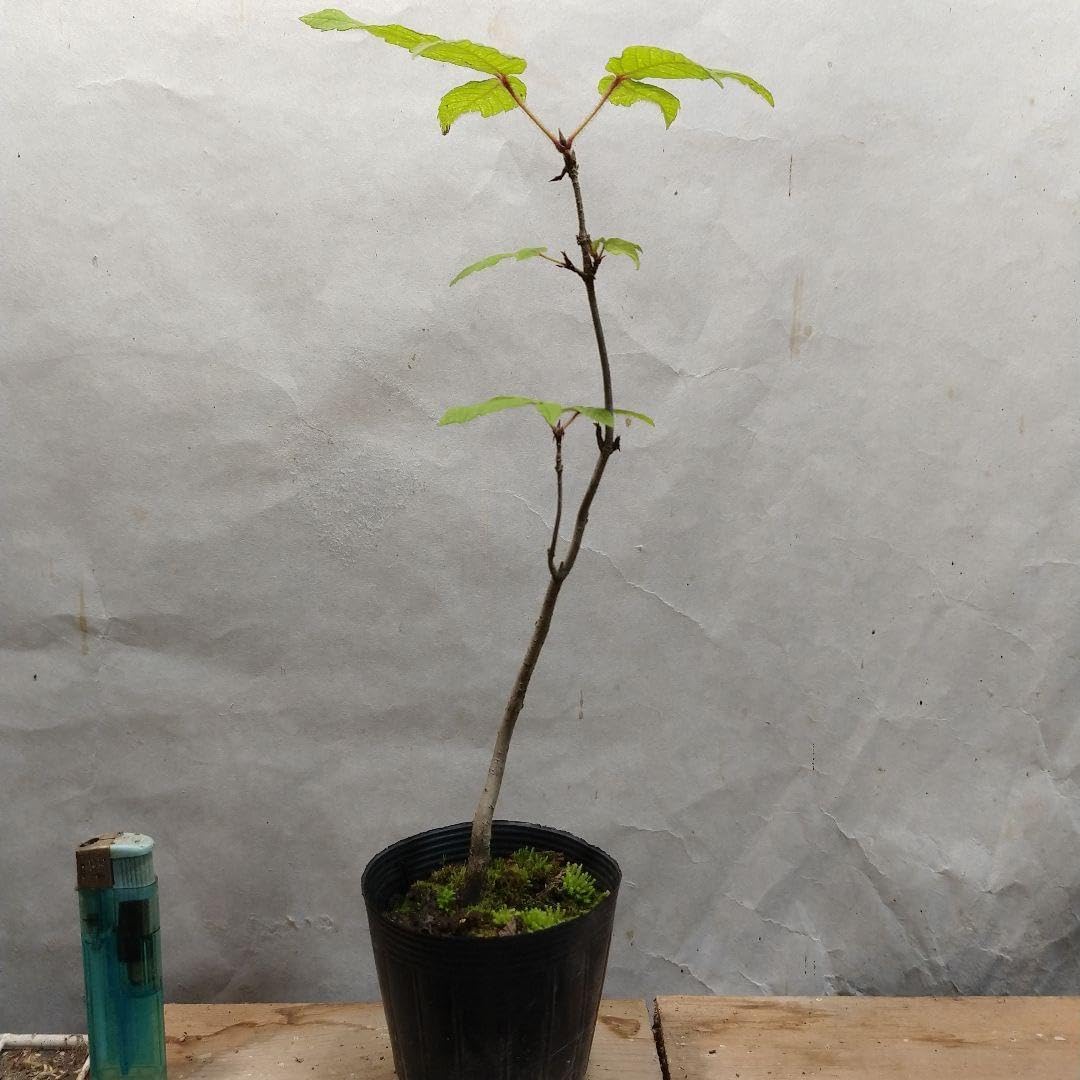 植木苗 メグスリノキの苗