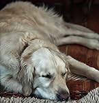 Review Image by Joe Joe