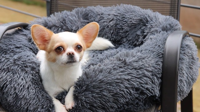 Acquista Online Cuccia Per Gatti Verde - Miglior Prezzo E Recensioni - Foto 7