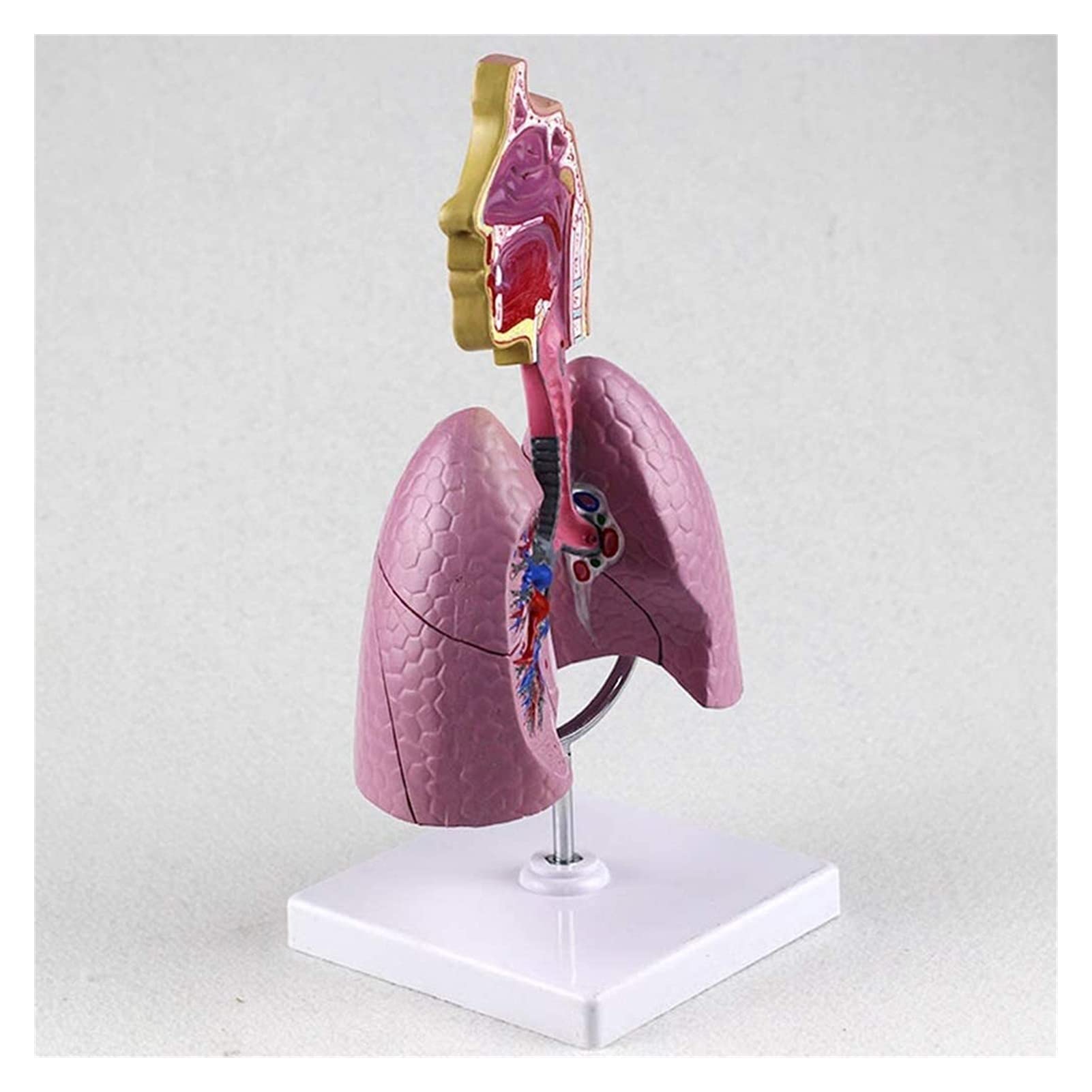 Buy Anatomy Model, Human Respiratory System Model Internal Organs ...