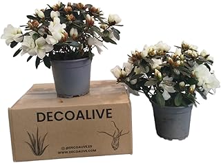 Azalea Blanca Pack 2 Plantas Naturales con Flores de Color Blanco