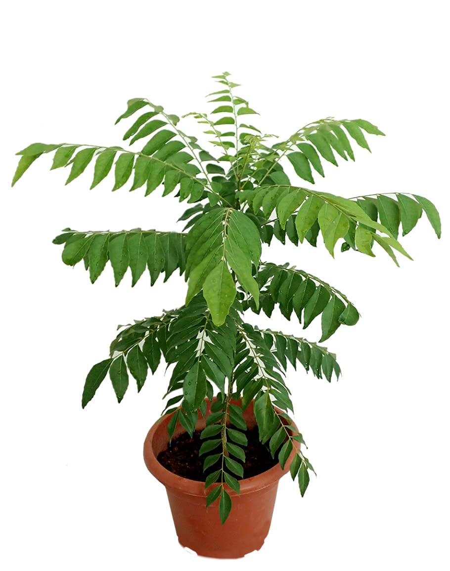 See full amazon price history chart for PlantaZee Curry Leaves - Kadi Patta Sweet Neem Live Plant with Pot PlantaZee Curry Leaves - Kadi Patta Sweet Neem Live Plant with Pot (B09FGJ1Z51) Amazon Price History, Amazon Price Tracker