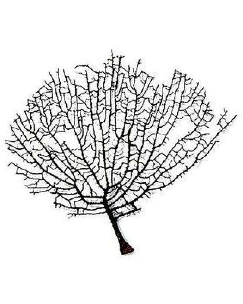 ASTRO-D Indrajal (Inderjal) Traditional Item | Spiritual Decor & Vastu Inspired Artifact | Cultural & Collection Use-image-9