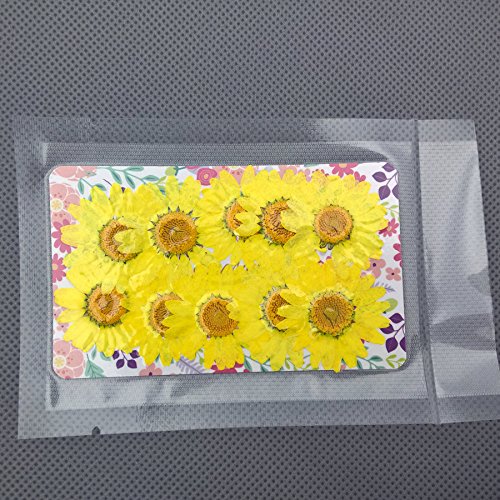 30 piezas flores secas naturales Chrysanthemum amarillas miniatura 3