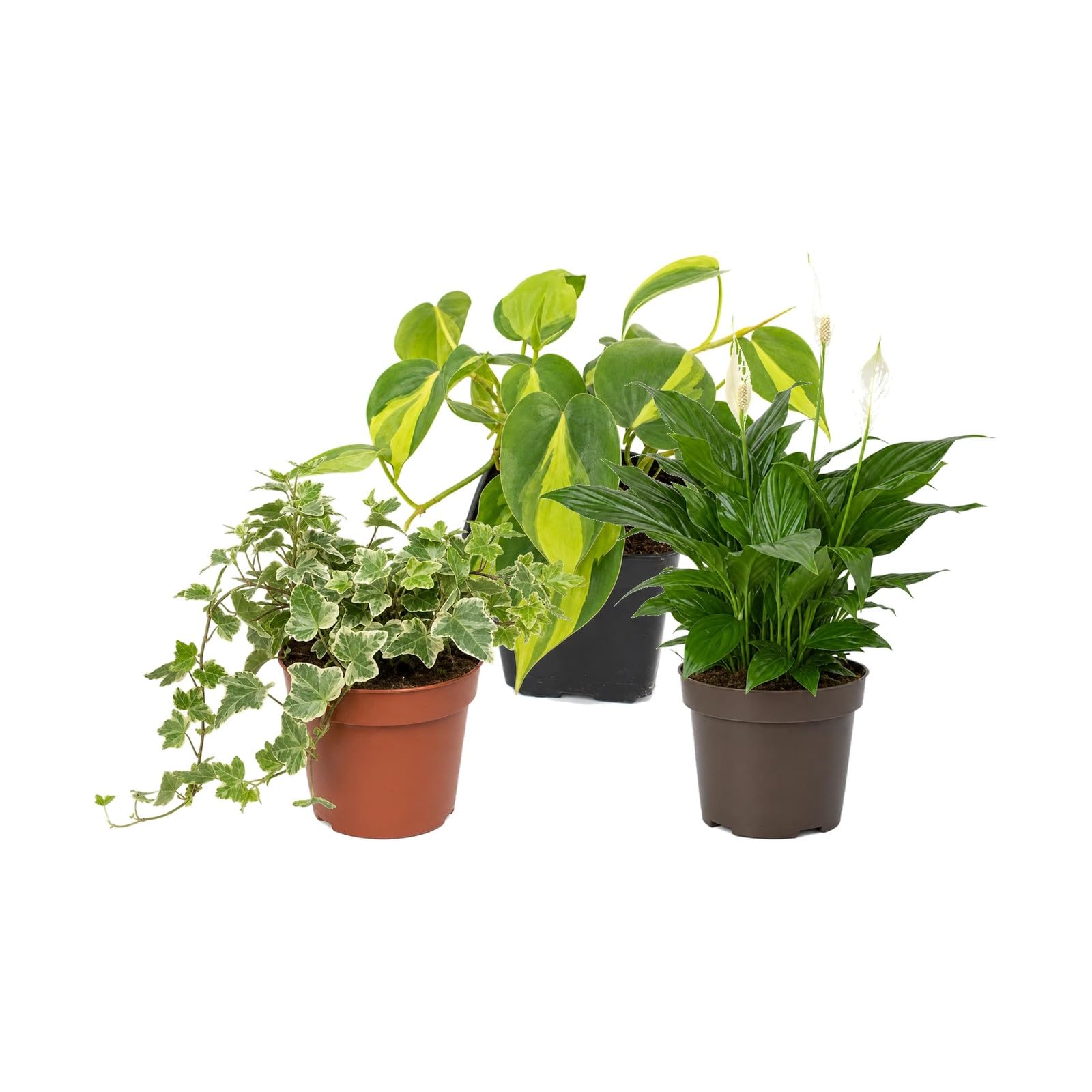 Pack 3 Plantas DECOALIVE: Hiedra Variegada, Filodendro Brasil y Espatifilo