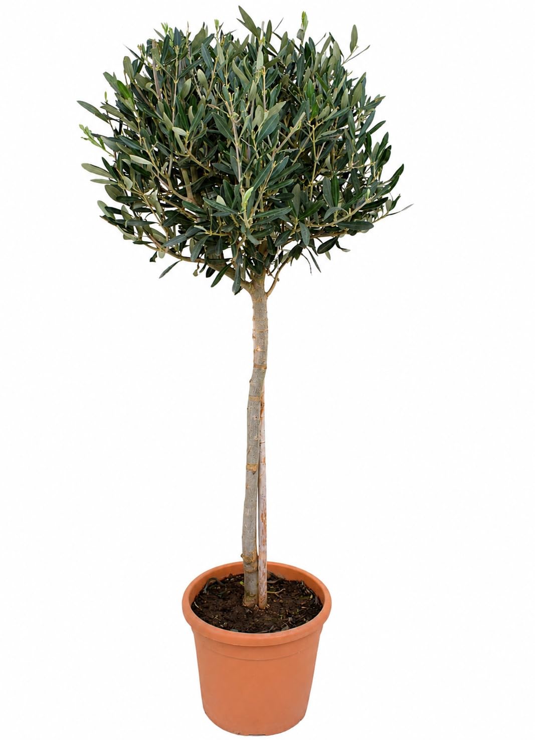 Olivenbaum-Stämmchen 100-120 cm – Mediterraner Olivenbaum für Garten, Balkon & Terrasse – Winterhart, Immergrün & Pflegeleicht