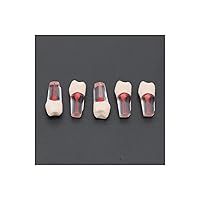 Vista 13 de 5 dientes dentales de práctica endodoncia modelo M8006 11# Standard Typodont 1:1 Teach (M8006-11#)