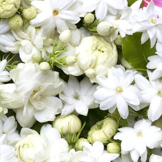 Tuberose Zwiebeln Winterhart - 4 Rhizome Mehrjährige Tropische Blume