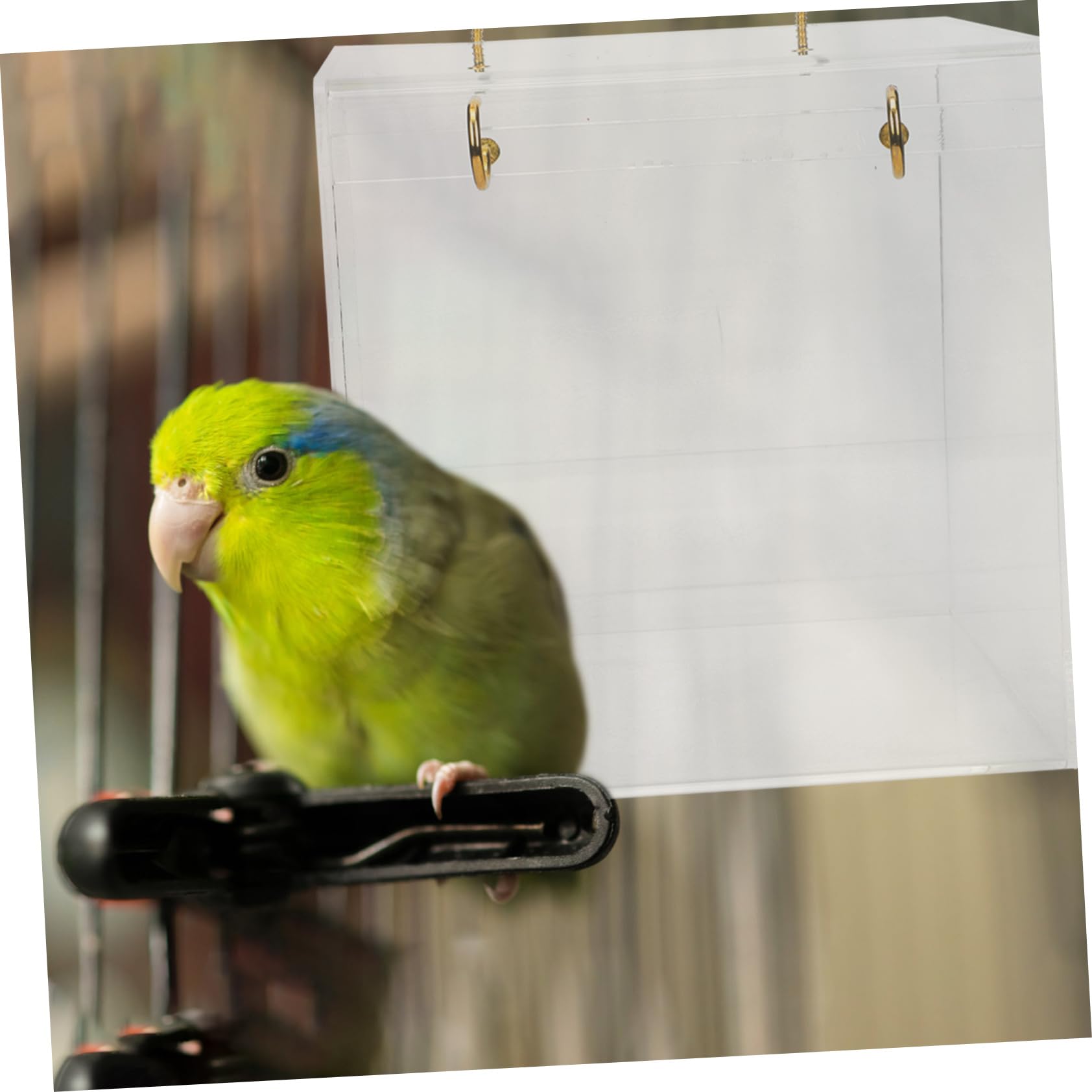 Bassin de Baignade pour Oiseaux, Boîte de Bain en Plastique Blanc
