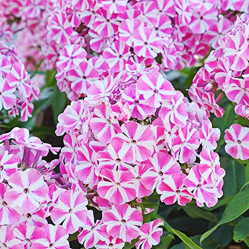 Holland Bulb Farms Peppermint Twist Tall Phlox