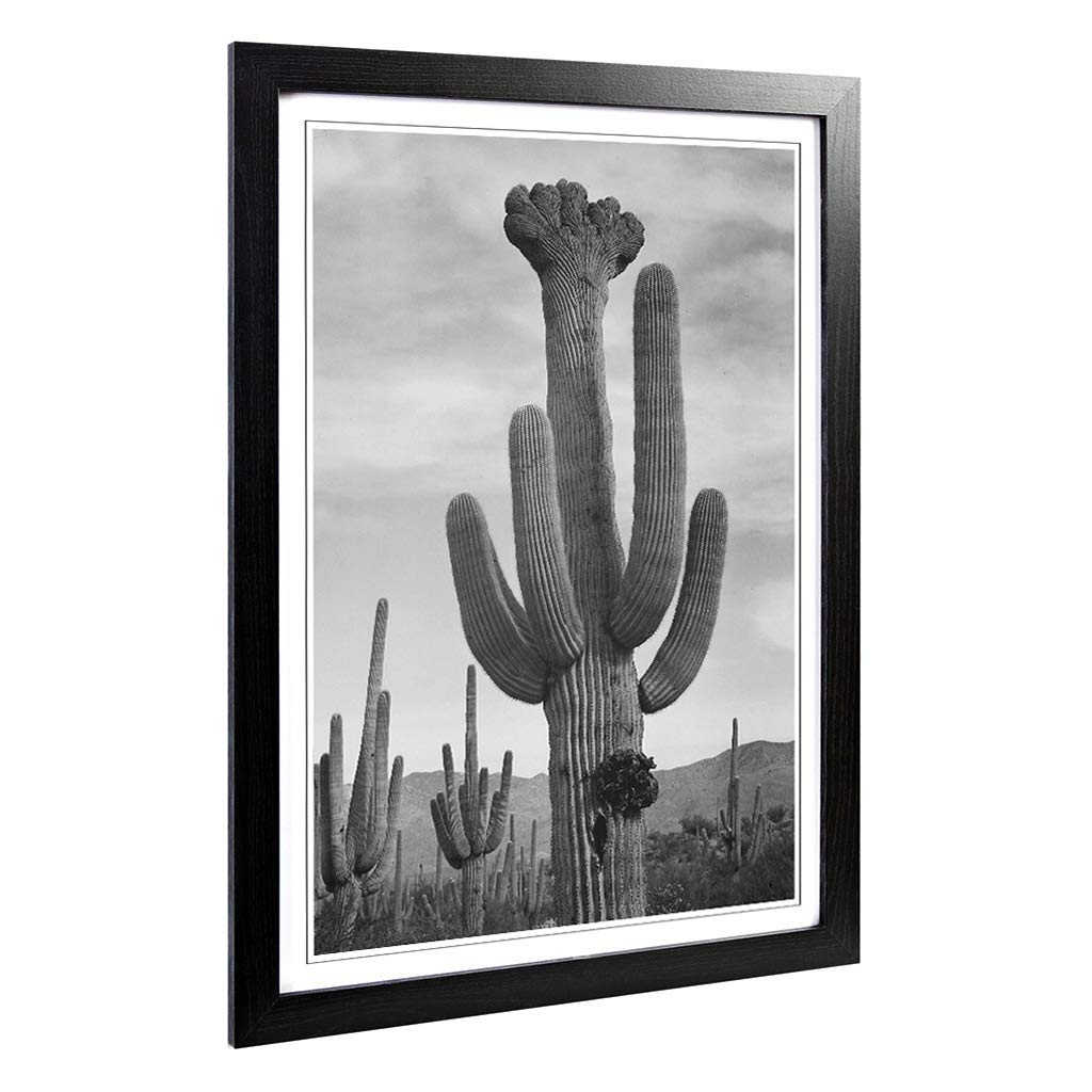 Big Box Art Framed Print of Ansel Adams Cactus in Saguaro 2 in Arizona Design | Wall Art Picture | Home Decor for Kitchen, Living Room, Bedroom, Hallway, Black, A2 / 24.5x18 Inch / 62x45cm