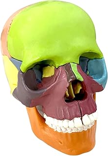 Exploded Skull Model, Mini Exploded Skull Anatomy Model for Study About Human Skull, Skull Model Includes 15 Parts About Skull Bone Knowledge Comes with Colorful Manual
