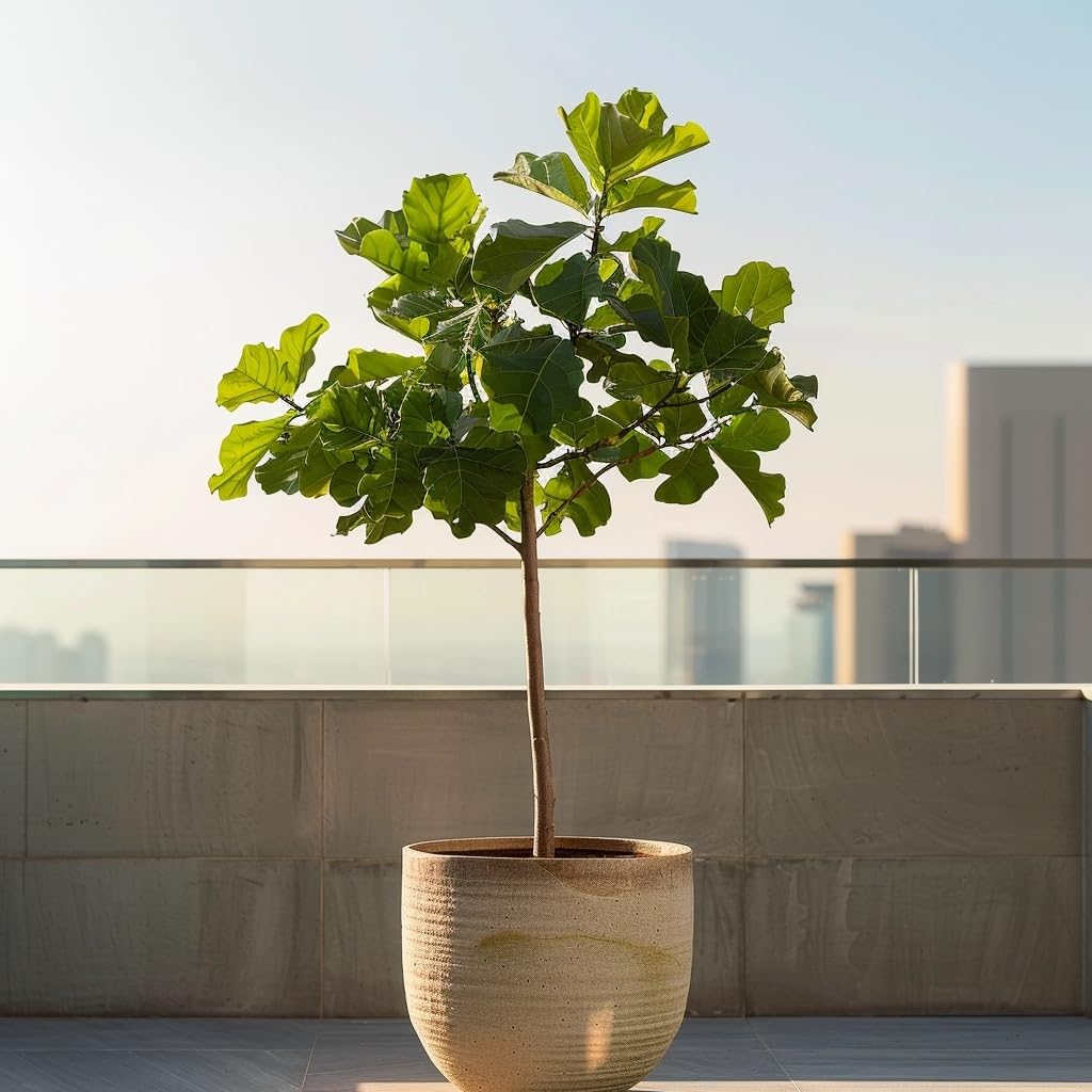 Plant in a Box - Drzewko Figowe - Figa - Ficus Carica - Mrozoodporny - Doniczka 21cm - Wysokość 70-90cm