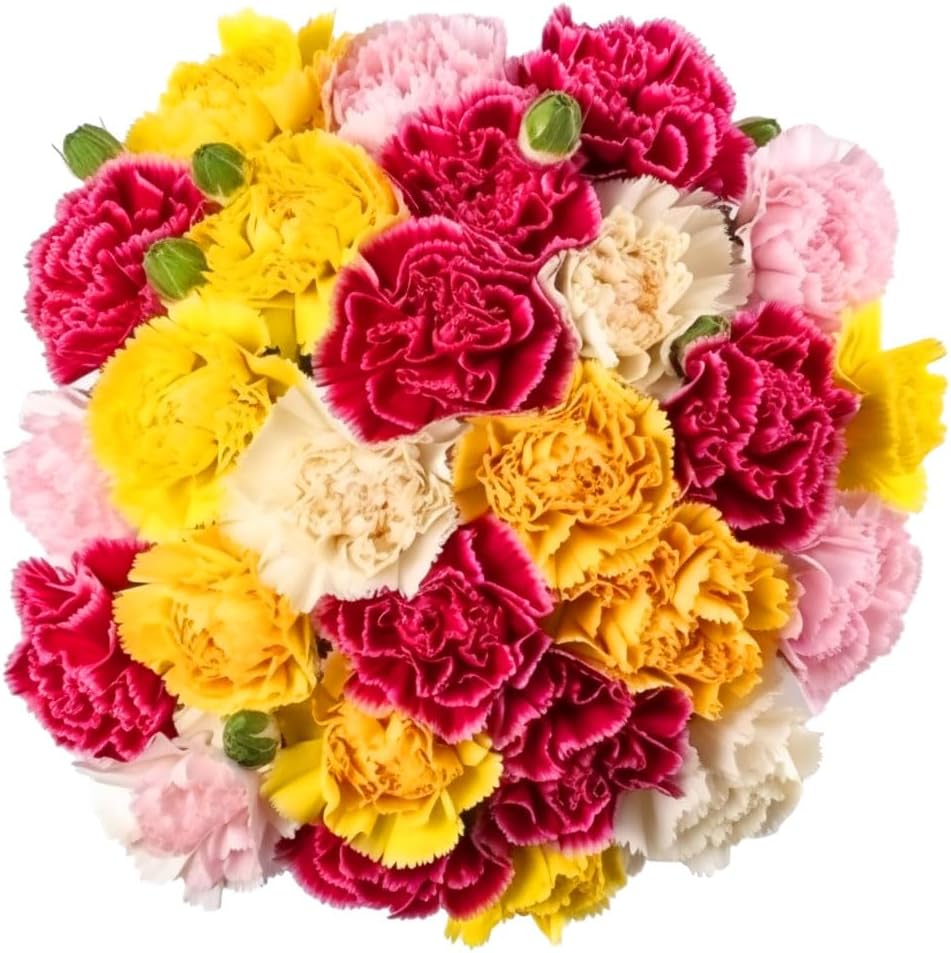 Fresh Flowers 100 Red Carnations Beautiful Gift (OM