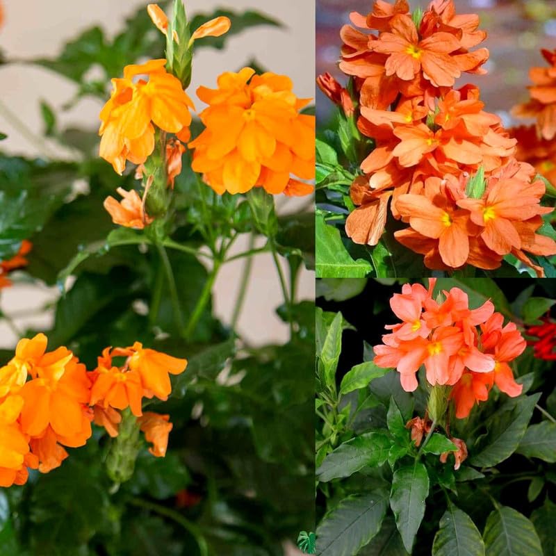 Crossandra Orange Flower Plant, Live Kanakambaram Garden Flower
