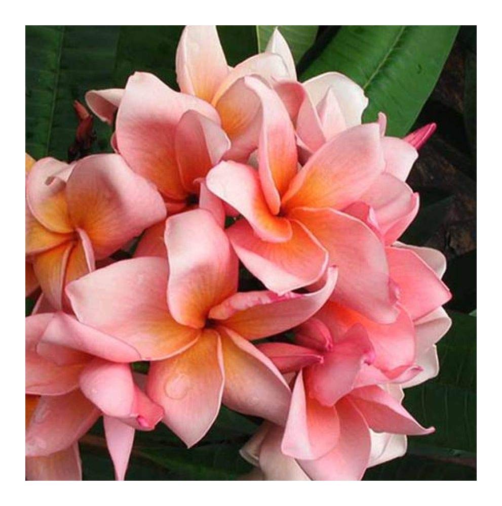 Frangipanier - Plumeria | Achat, Vente En Ligne - Willemse