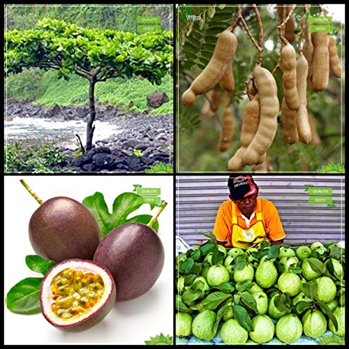 Creative Farmer Garden Plant Seeds Combo Tree Seeds : Sea-Almond, Sweet Tamarind, Passion Fruit - Violet, Giant Guava Tree Seeds Terrace Gardening