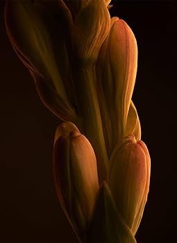 Amazon.co.jp: パコ ラバンヌ ワンミリオン ET SP 100ml