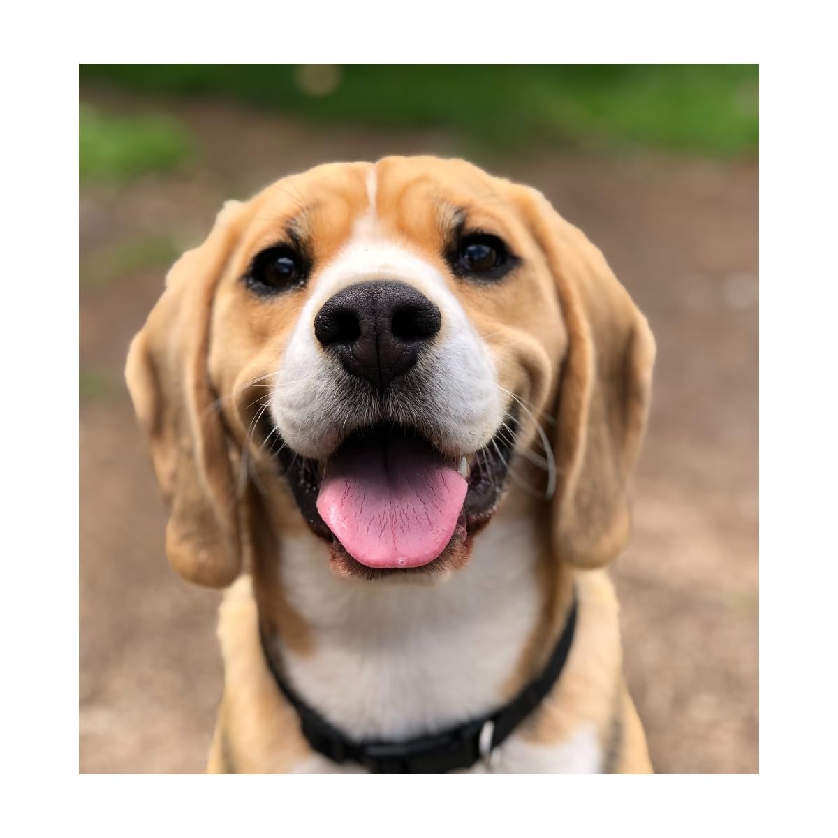 Pienso para Perro Adulto salmón y atún 15 kg con arroz Integral Omega 3 y 6 Alta palatabilidad y energía equilibrada Complet Care